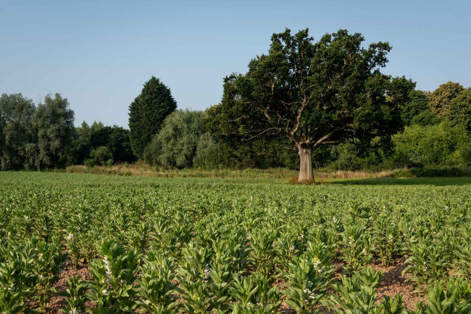 Harper Farming Harper Farming